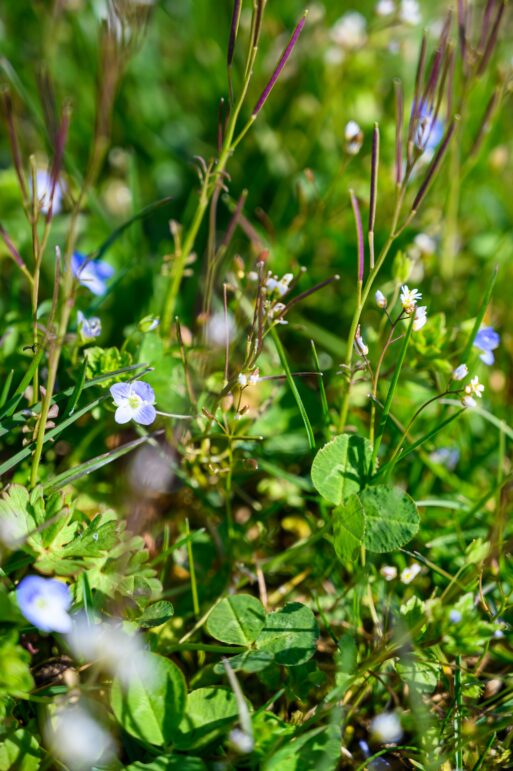 A closeup selective focus shot of amazing flowers under sunlight.
Сорняки