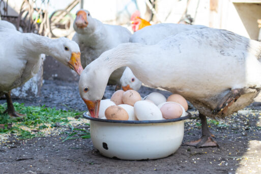 geese and chicken on the farm, eggs in a bowl.
гусиные яйца