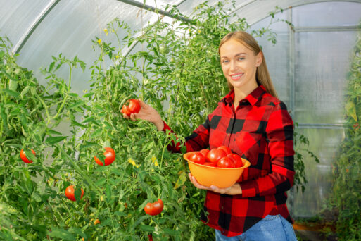 Young woman harvesting fresh organic tomatoes in her garden on a sunny day.
Теплица, парник