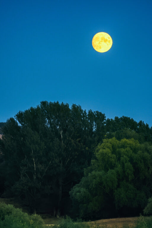 Full yellow moon on a blue sky background, trees below
Полнолуние