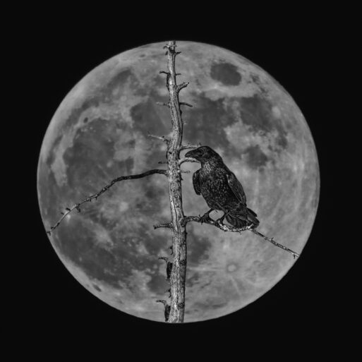 A silhouette of a raven perched on a branch framed by a full moon
Черная Луна
Лилит