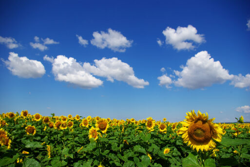 sunflower field over cloudy blue sky
август