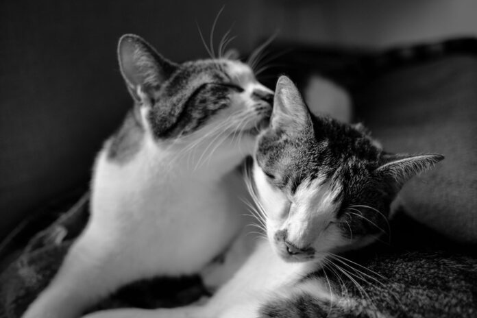 Closeup shot of a cat licking another cat while laying on the bed with a blurred background